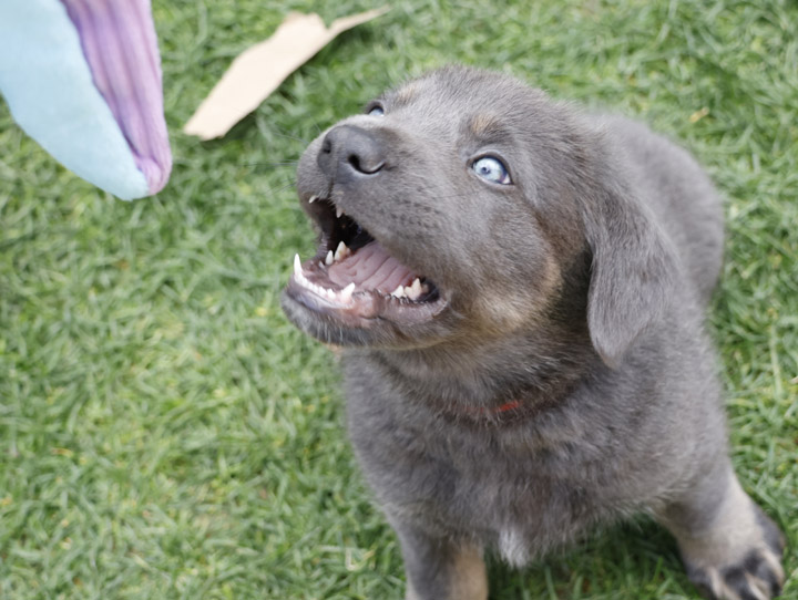 chinook dog